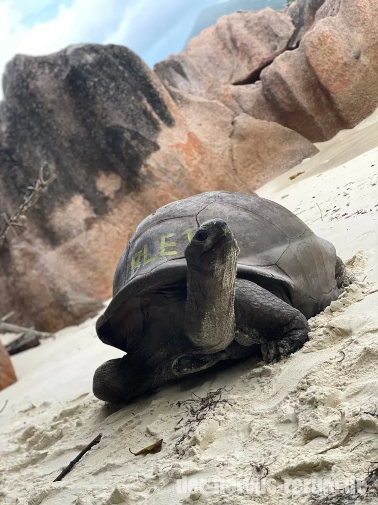 Curieuse Riesenschildkröten (Tortoise Sanctuary)